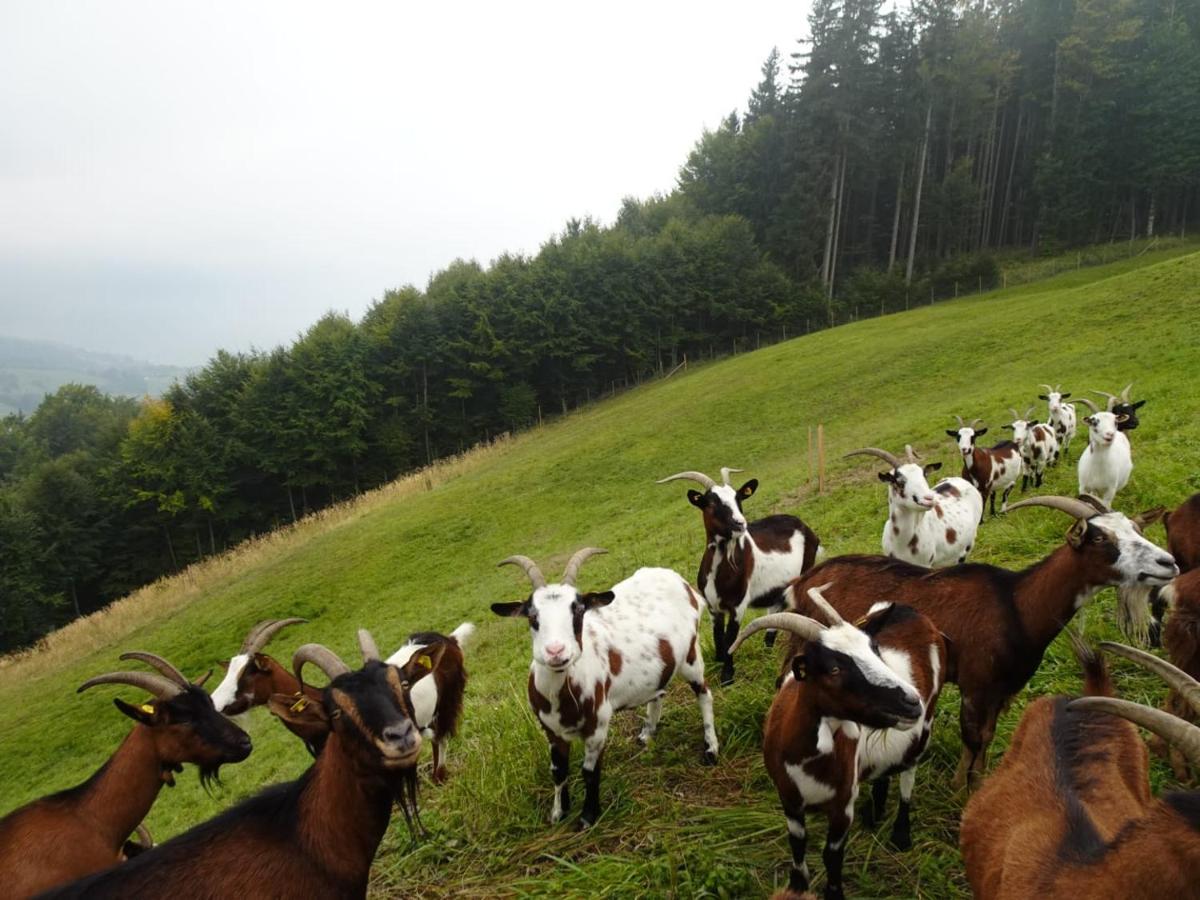 Biohof Schwanser Steinbach am Attersee Dış mekan fotoğraf